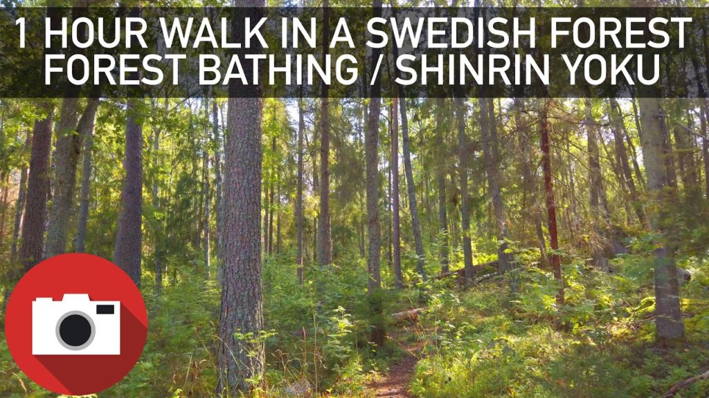 🌲1 Hour Walk in a Swedish Forest - Shinrin Yoku - Slow-TV - Relaxing - 4K 60FPS