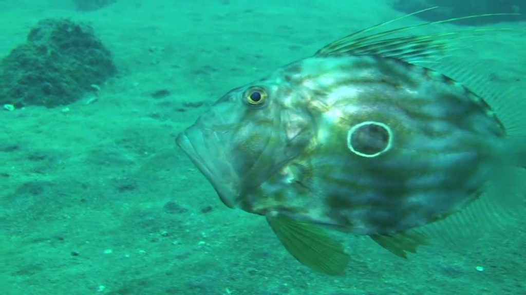 【伊豆半島の海・春】Sea of the IZU peninsula in Spring.