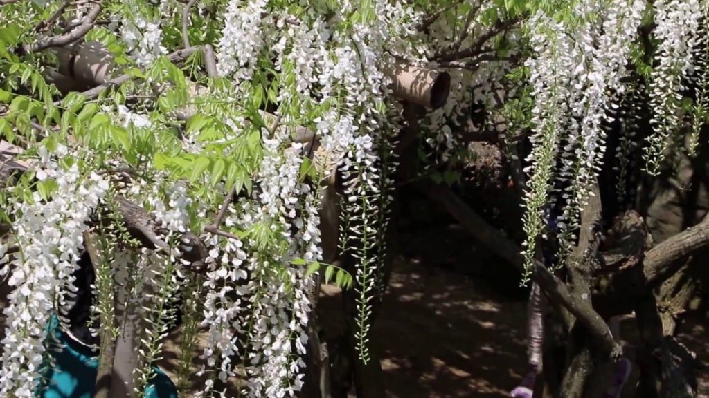 北九州市の吉祥寺の藤②(Wisteria in Kisshoji Temple,Kitakyushu,Part 2）