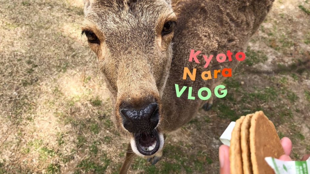 𝑱𝒂𝒑𝒂𝒏 𝒗𝒍𝒐𝒈 three days in Nara and Kyoto