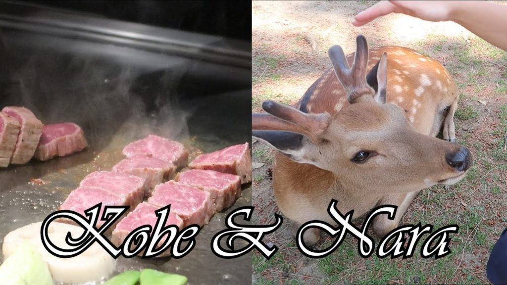 Nara (Deers) and Kobe (Beef!) Japan Vlog # 3 Nara (Deers) and Kobe (Beef!) Japan Vlog # 3
