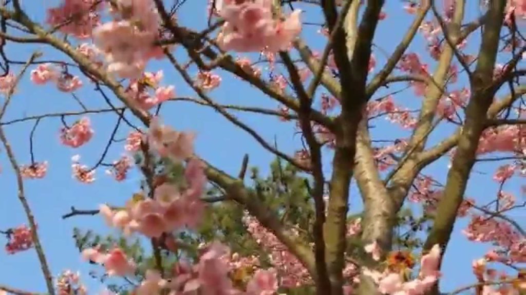 Cute Cherry Blossom in Kagoshima, Japan