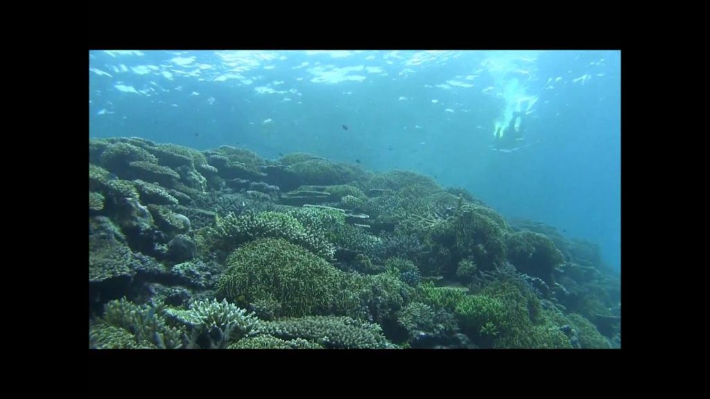 石垣島でシュノーケリング＆シーカヤック Snorkeling tour okinawa ishigaki