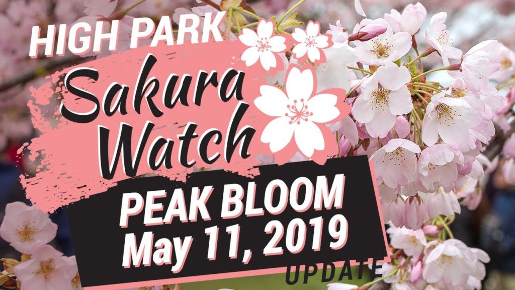 Sakura Watch May 11, 2019 – Episode 15 – Peak bloom continues throughout Mother's Day weekend Sakura Watch May 11, 2019 - Episode 15 - Peak bloom continues throughout Mother's Day weekend