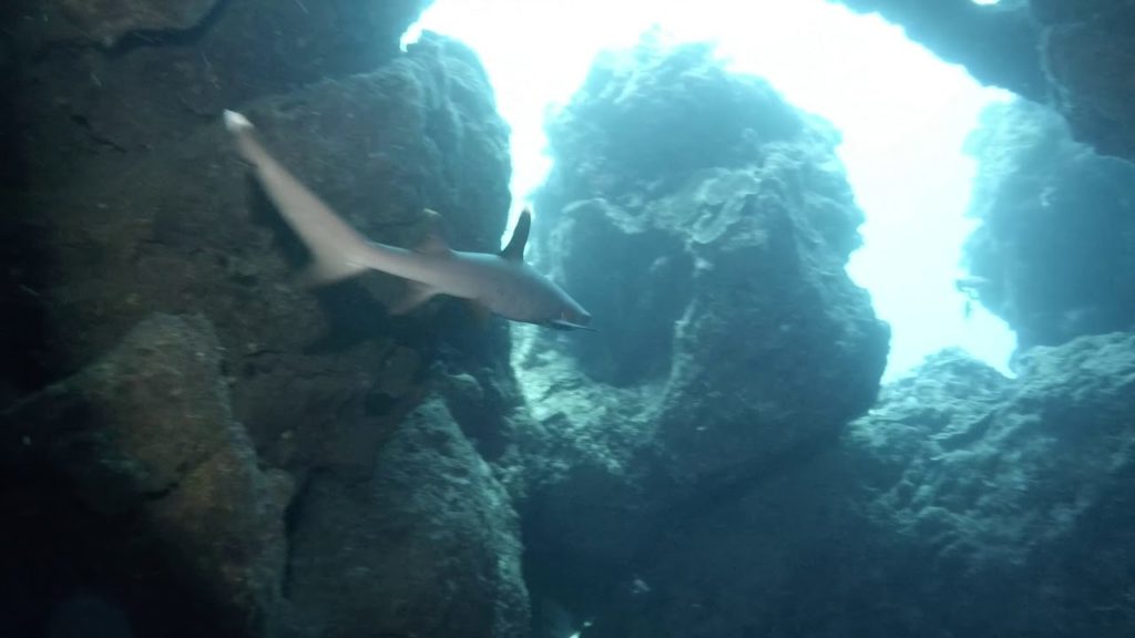 Unexpected encounter at Manzamo, Okinawa