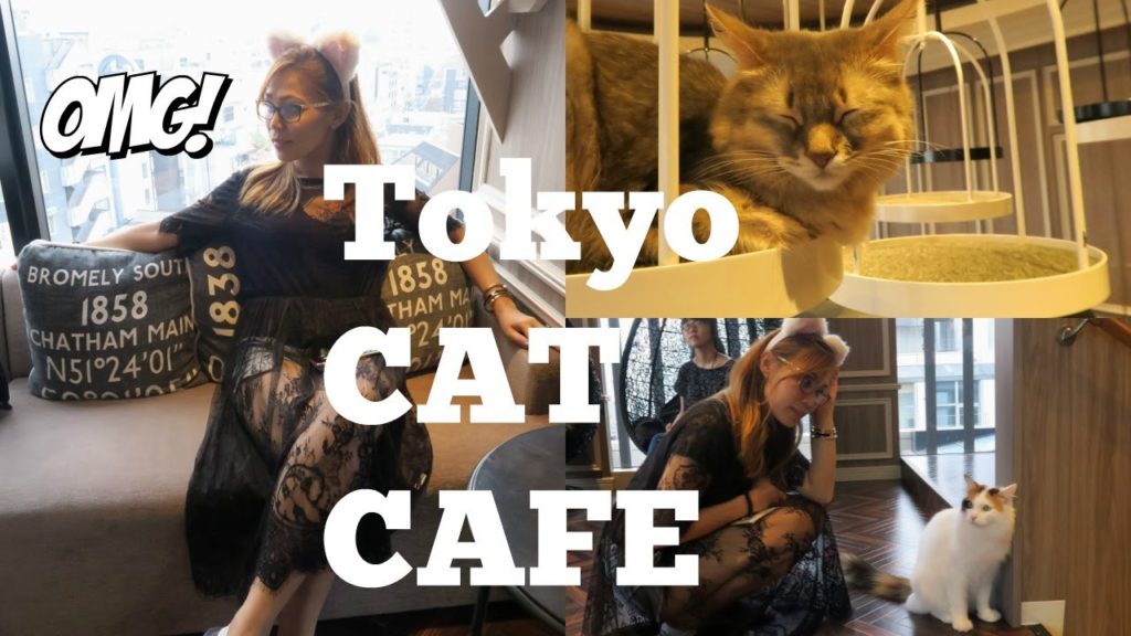 Cat cafe Japan / chenkuting