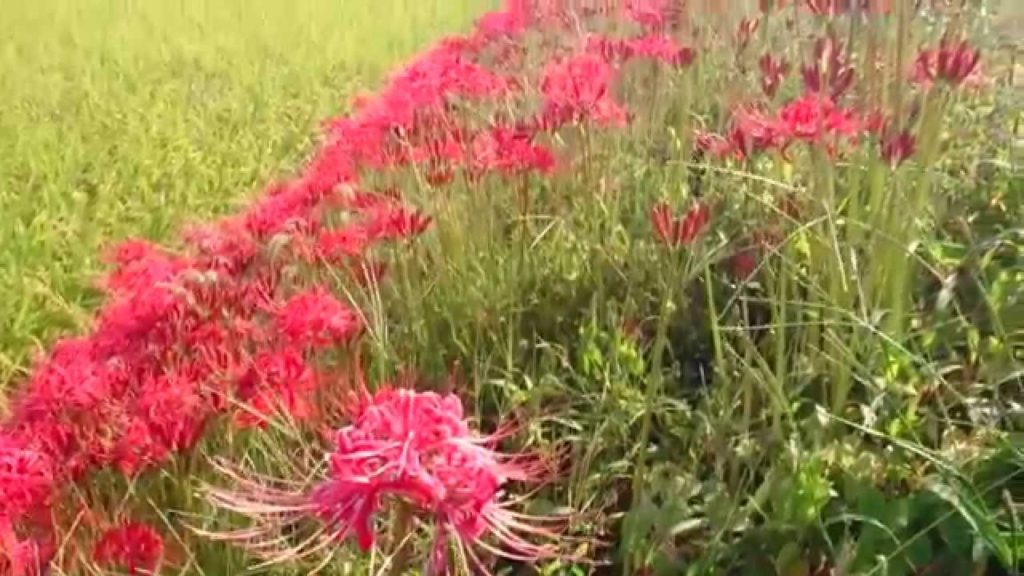 Unzen City, Nagasaki : Higanbana (Spiderlily) in Chijiwa