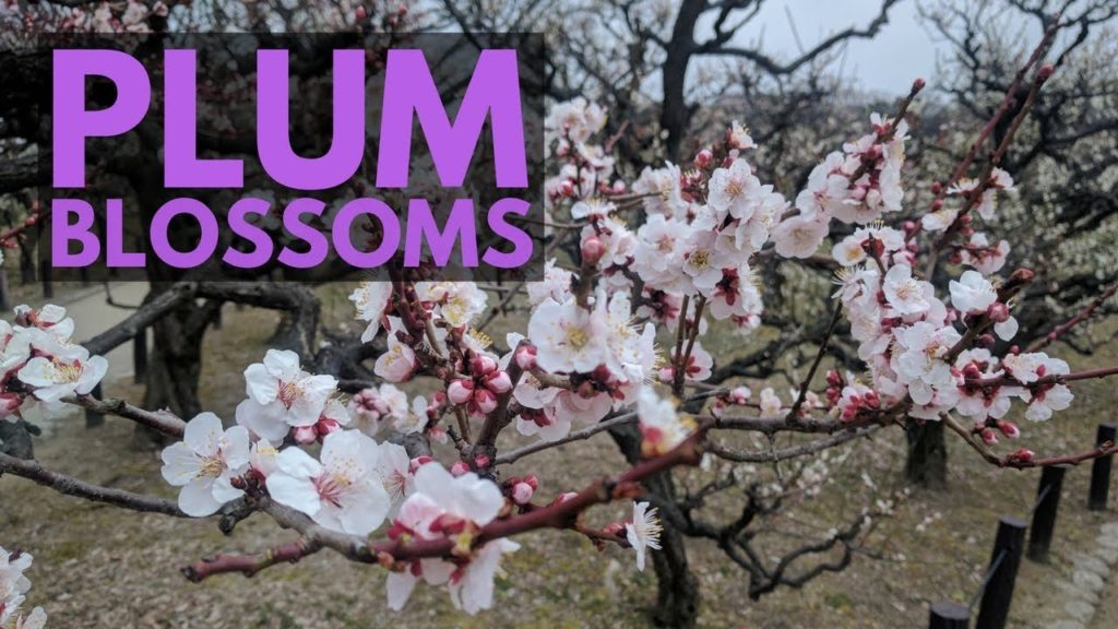 Osaka Castle Park Plum Blossoms | Japan Vlog 6 | Lin Nyunt