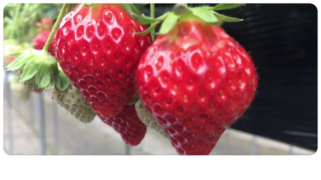 Dragon Farm  (ドラゴンファーム)  Japan Fruits -The way of Japan-