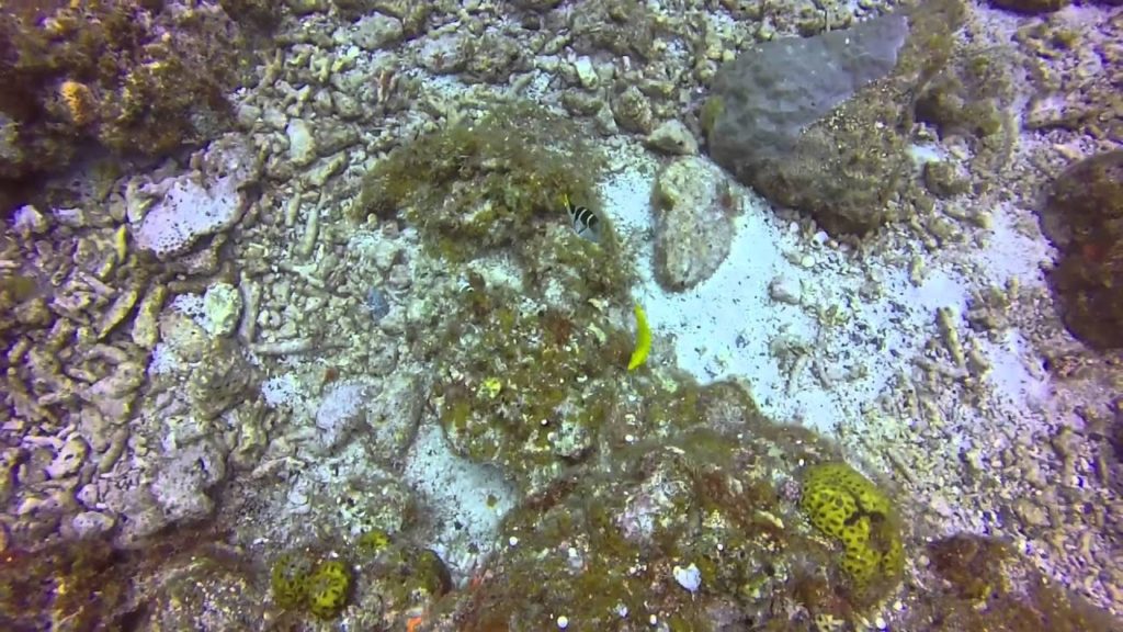 Diving Okinawa Kerama (Jun. 2014) Underwater Video