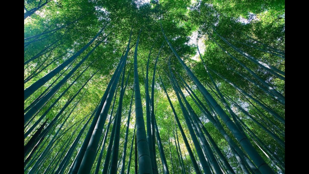 Arashiyama in Japan | Visit Arashiyama Tour | Arashiyama Travel Videos Guide Arashiyama in Japan | Visit Arashiyama Tour | Arashiyama Travel Videos Guide