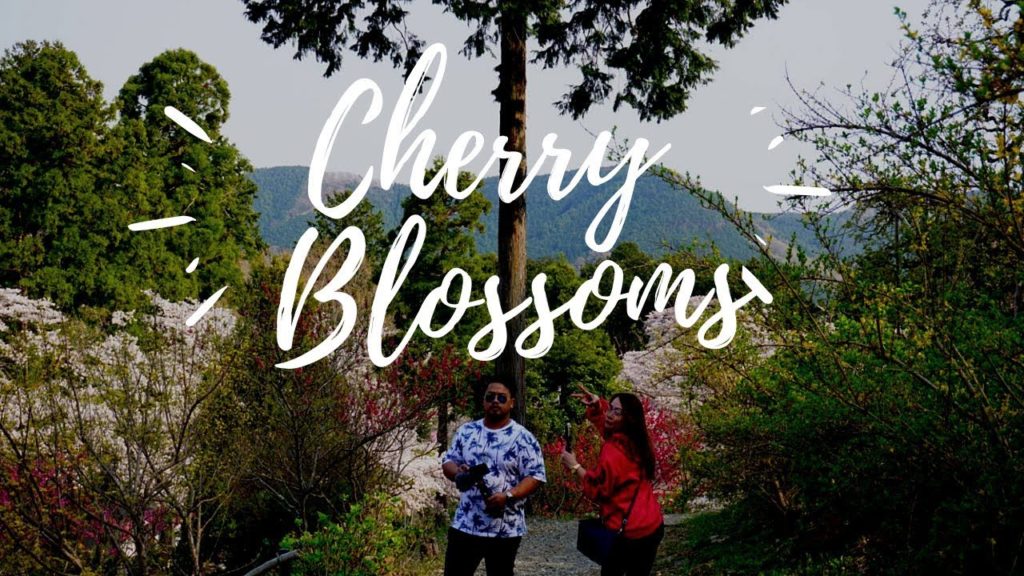 Flower Viewing in Japan 2019 ( Full Bloom Sakura Tree )