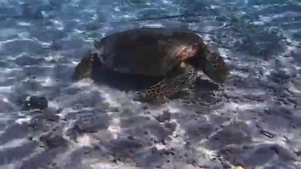Tortue à Okinawa, Zamami island, Japon