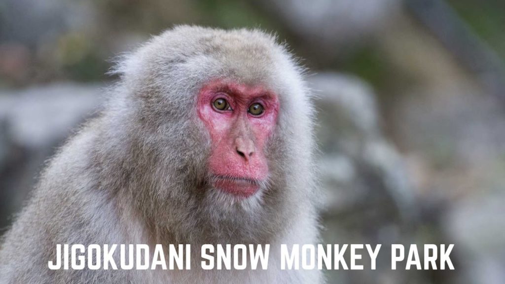 Jigokudani Snow Monkey Park - November 2016