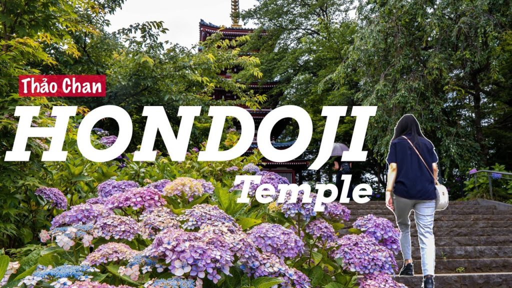 NGẮM HOA CẨM TÚ CẦU CHÙA HONDOJI NHẬT BẢN | AJISAI AT HONDOJI TEMPLE | Thảo Chan #19 NGẮM HOA CẨM TÚ CẦU CHÙA HONDOJI NHẬT BẢN | AJISAI AT HONDOJI TEMPLE | Thảo Chan #19