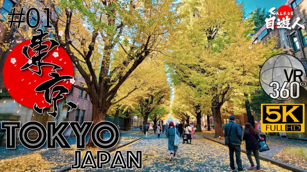 [360°VR Tokyo] Full of Yellow Leaves of Ginkgo Trees in University of Tokyo #01 - 360 Panorama VR