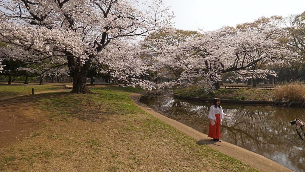 【4K】Morning Yoyogi park ohanami