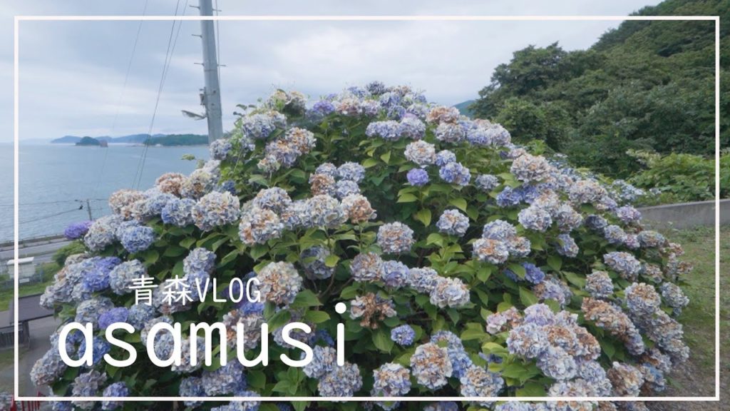 【ぼっちカメラマンの休日】浅虫であじさいを撮りまくった日【青森VLOG】 【ぼっちカメラマンの休日】浅虫であじさいを撮りまくった日【青森VLOG】