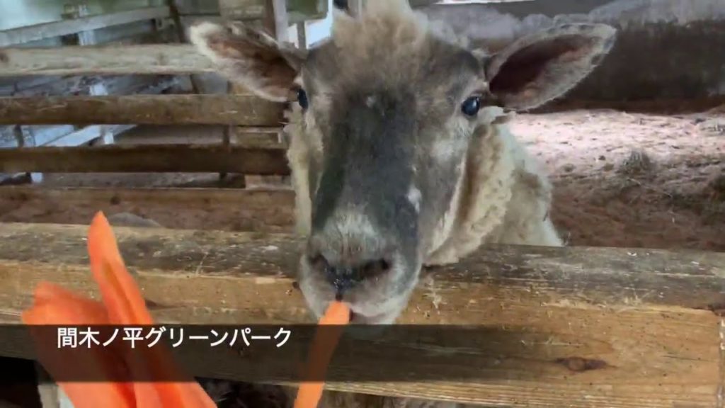 青森-嬉しい旬の桃狩り、お腹すいてる動物たち