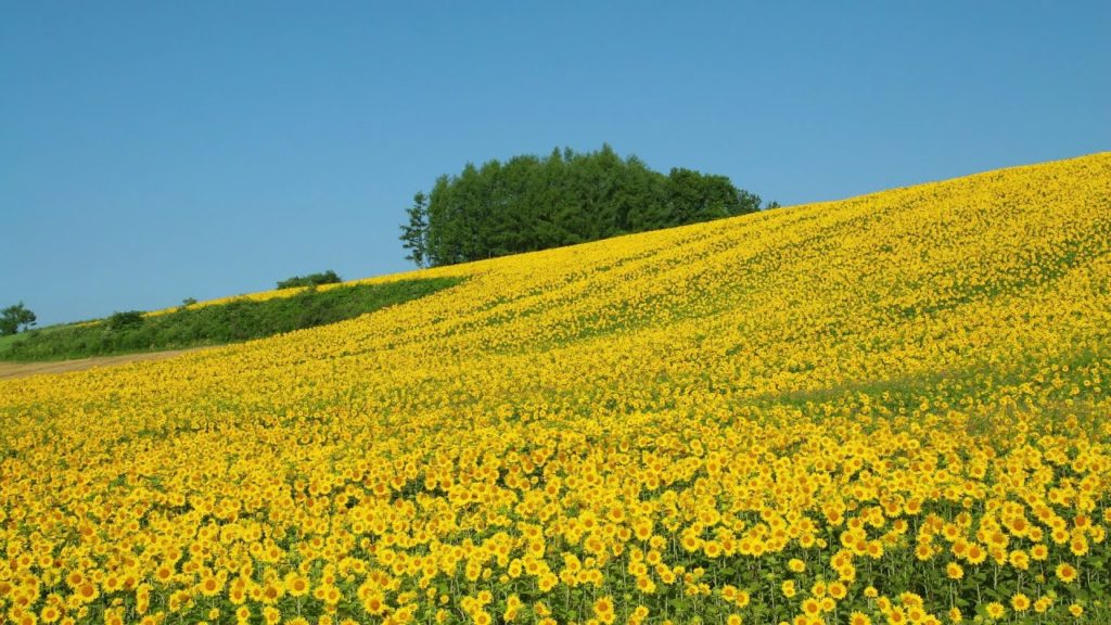 【4K】北海道の写真集（Hokkaido Photo 2006-2019)