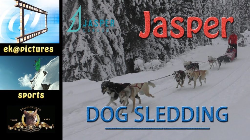 Jasper Dog sledding Jasper Dog sledding