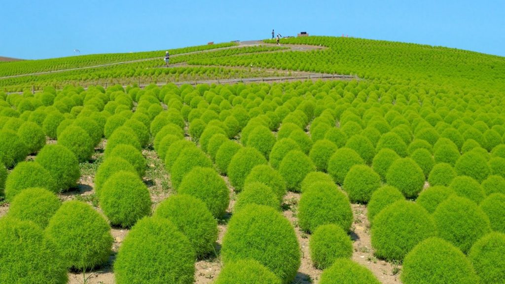 IBARAKI.  Hitachi Seaside Park in the the middle of summer. #4K #ひたち海浜公園 #コキア