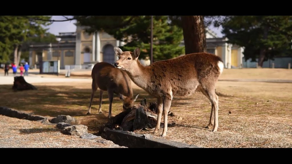 Japan Holiday - Things to do in Tokyo, Kyoto, Nara and Osaka | Travel Vlog