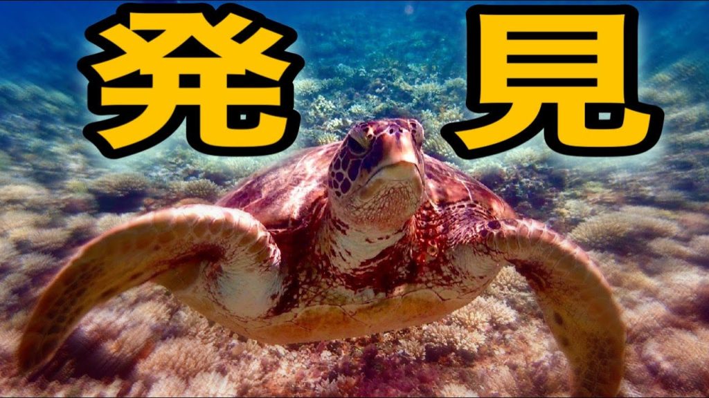 【バラス島】ウミガメ発見‼︎遭遇率99％‼︎西表島ツアーのシュノーケルスポットが最高すぎた