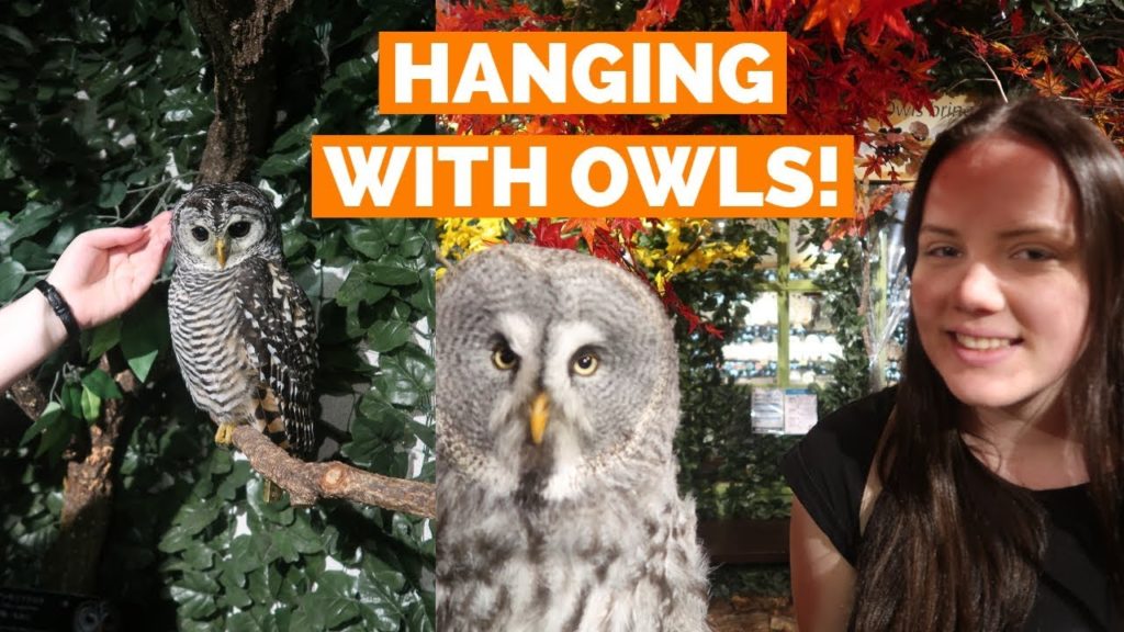HANGING OUT WITH OWLS!! OWL CAFE KYOTO - JAPAN VLOG 7