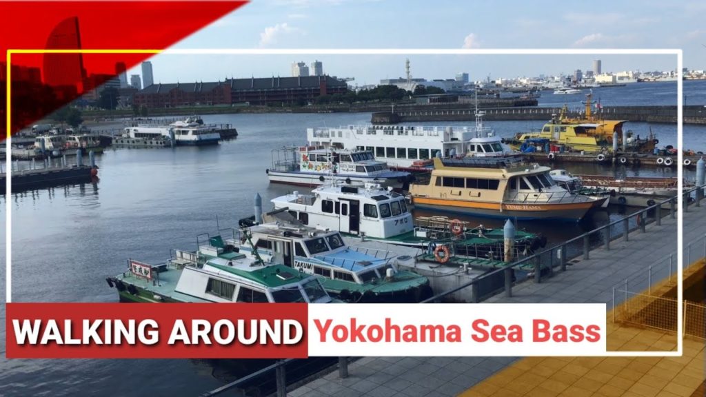 WALKING AROUND | Yokohama Sea Bass