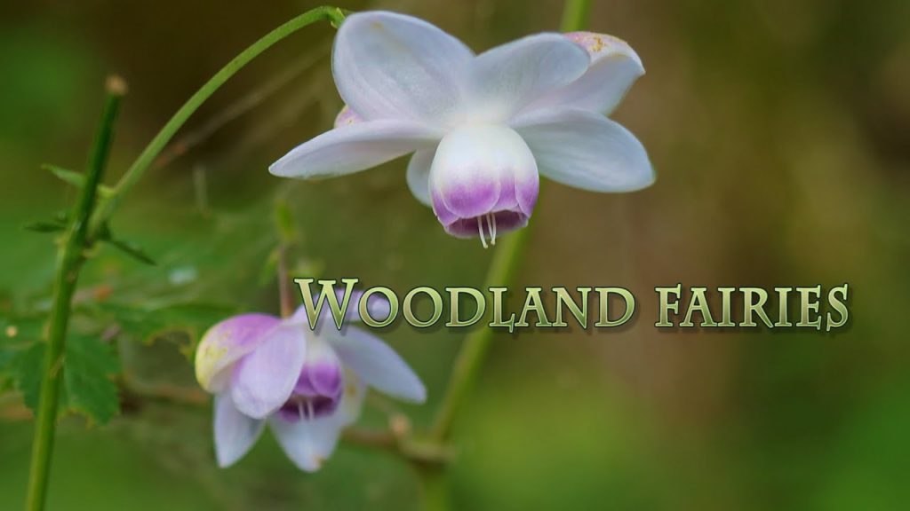 TOKYO. Woodland fairies of Mt.Mitake. #4K #御岳山 #レンゲショウマ