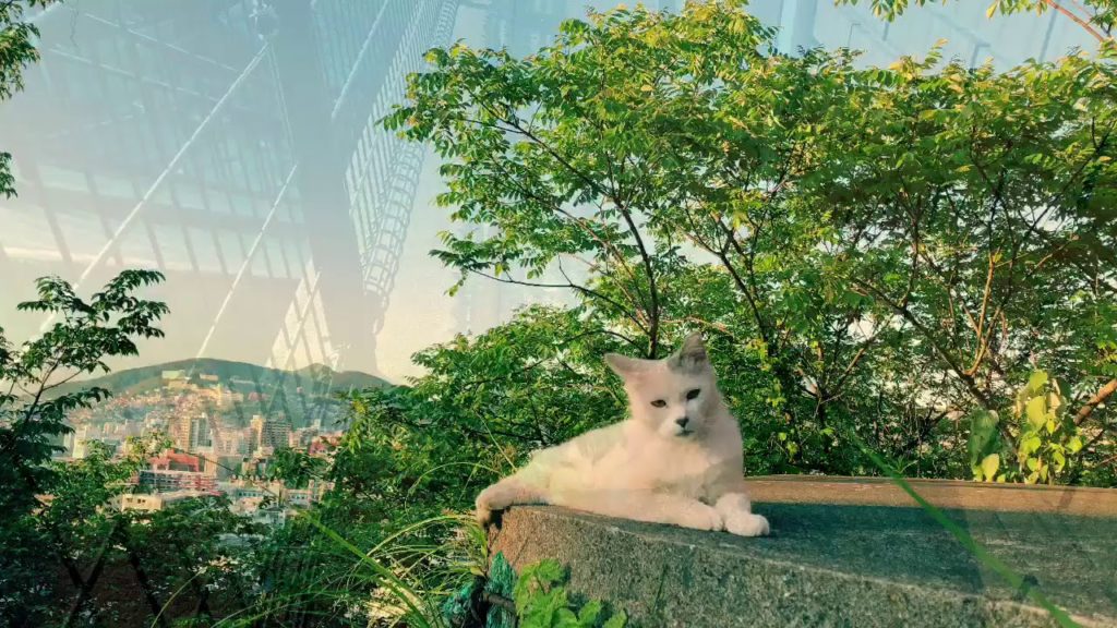 猫ネコCats in Nagasaki