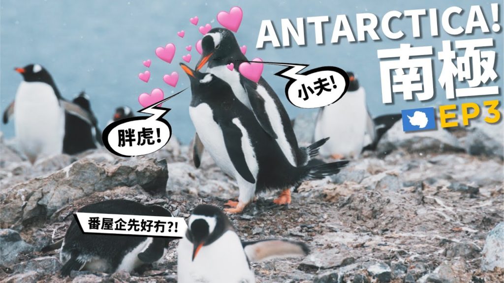 企鵝有多持久?🔞我最期待的畫面又出現了🙃 | 南極av夢 | 88日中南美EP24