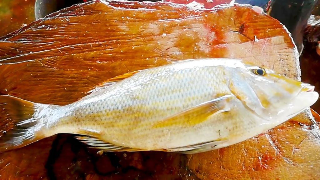 Cutting Spangled Emperor | Fish Cutting Skills