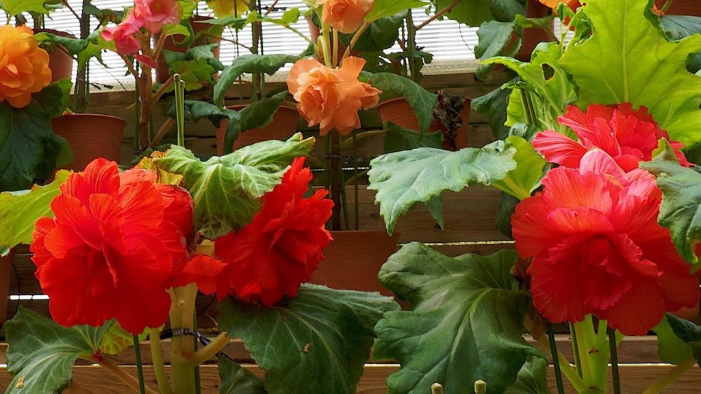 TOCHIGI. Begonia Garden of Nikko-Hana-Ichi-Monme. (greenhouse) #日光花いちもんめ #4K