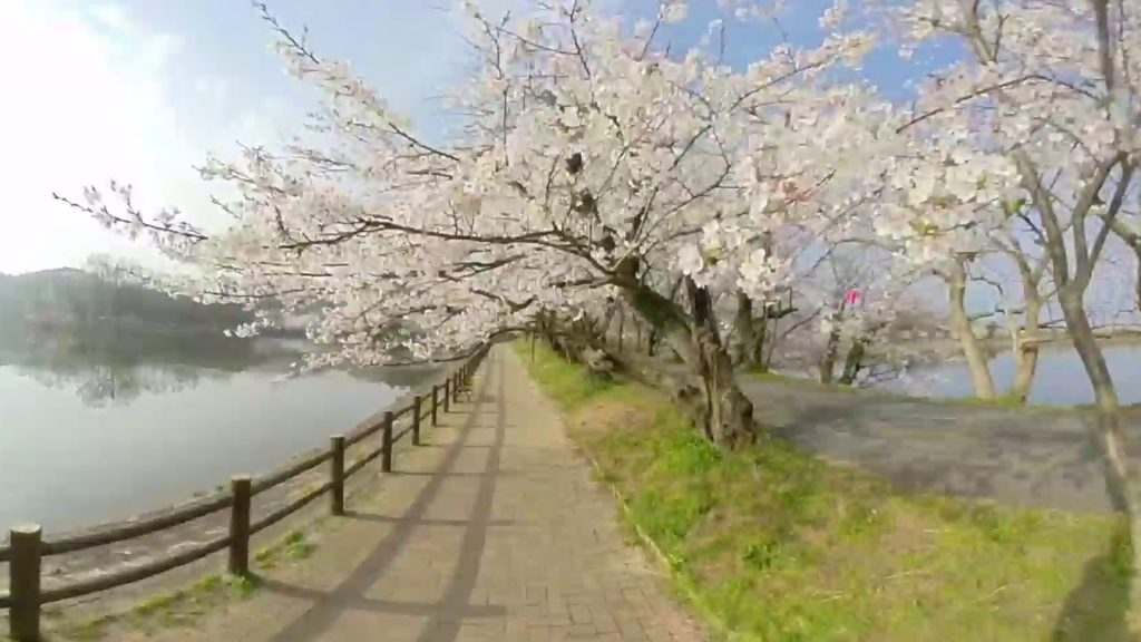 [360 Video]Tachioka Nature Park（立岡自然公園） Route2｜ Kumamoto VR Walker