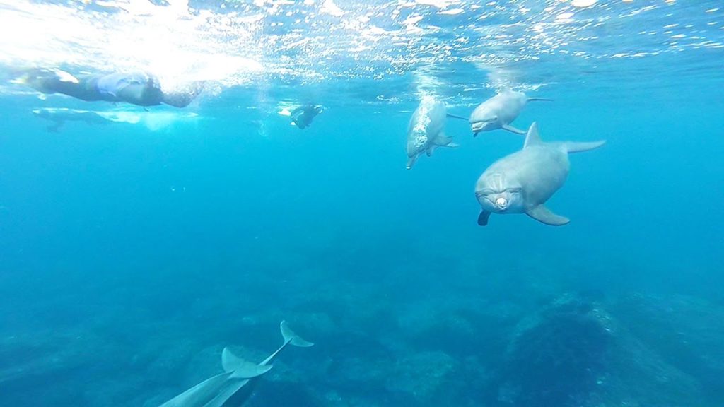 skindiving 011 Dolphin Island "Mikura-isle" (御蔵島) ドルフィンスイム