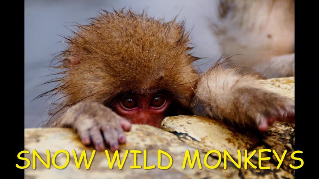 SNOW WILD MONKEYS 🐒 | JAPAN | Bathing In Hot Spring | Snow Clad Mountains