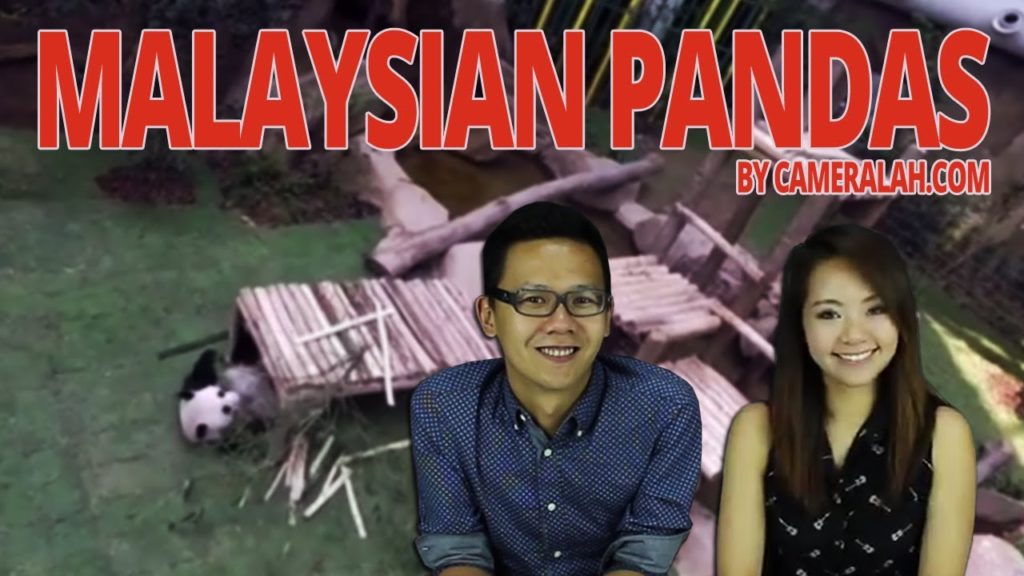 Tour of Malaysia Pandas Xing Xing and Liang Liang at the Panda Observation Centre, Zoo Negara