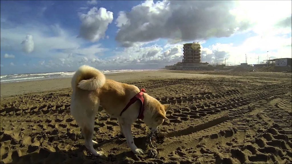 gopro hero 3 black edition - hd video me and my akita
