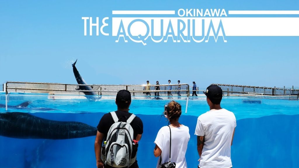 Visiting Okinawa: The Aquarium