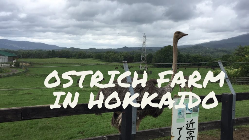 OSTRICH FARM IN HOKKAIDO, JAPAN