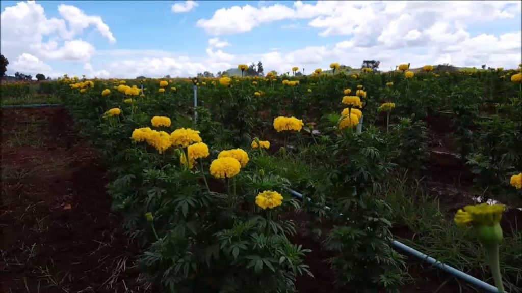 Pailin Marigold farm Pailin Marigold farm