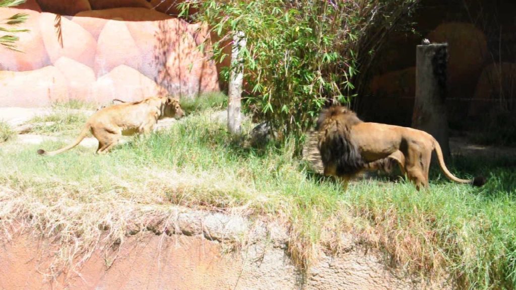 Los Angeles Zoo - Lions