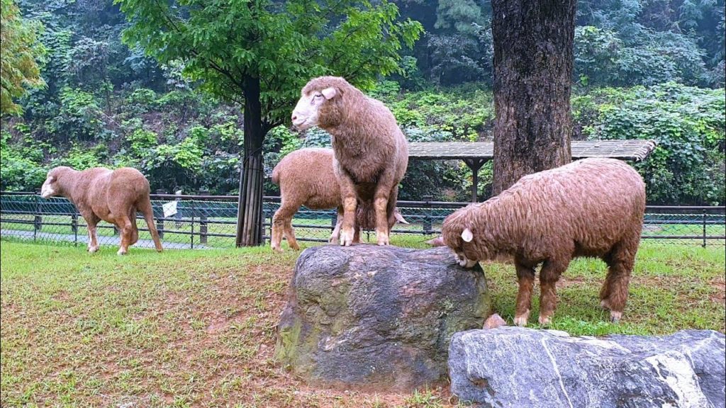 [4K] Sheep Farm and Neulsolgil Park Walking Tour. Incheon City South Korea | 인천 도심속 양떼목장 투어.20.08.15
