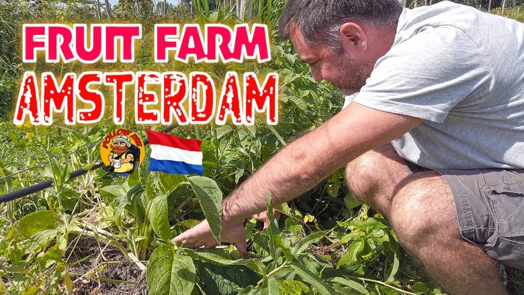 AMSTERDAM NEW WEST FRUIT FARM TOUR AMSTERDAM NEW WEST FRUIT FARM TOUR