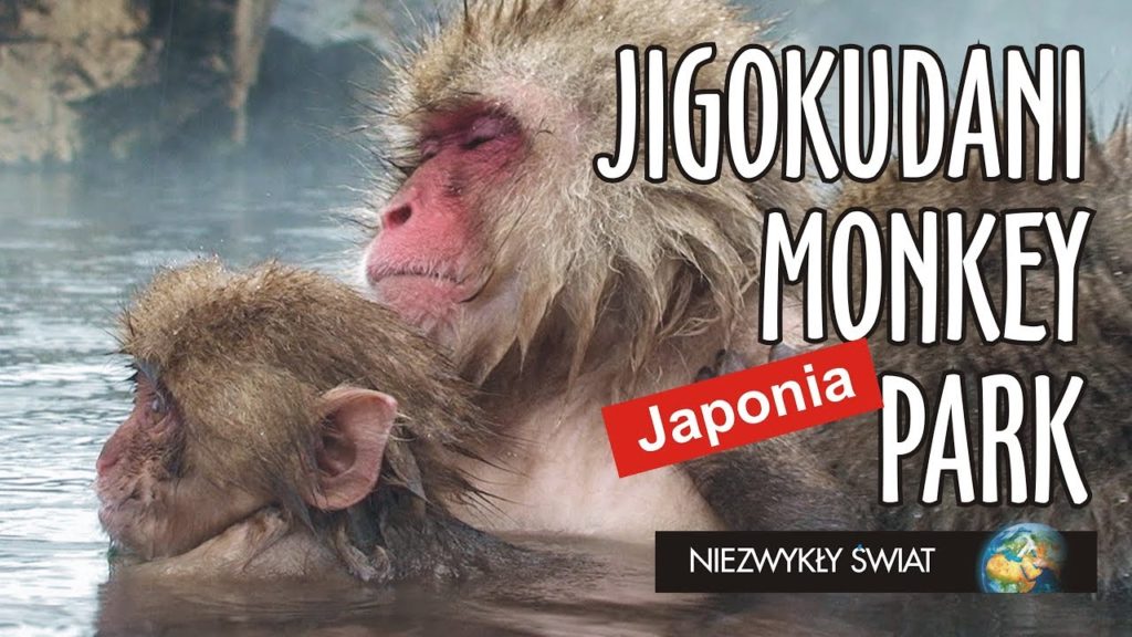Niezwykly Swiat - Japonia - Jigokudani Monkey Park