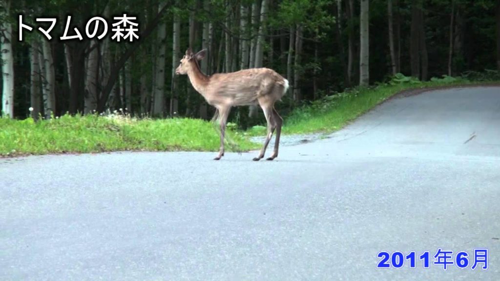 2011北海道トマムの森「野生のシカを発見」