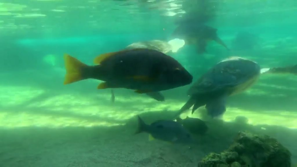 Yokohama Hakkeijima Sea Paradise | Japan