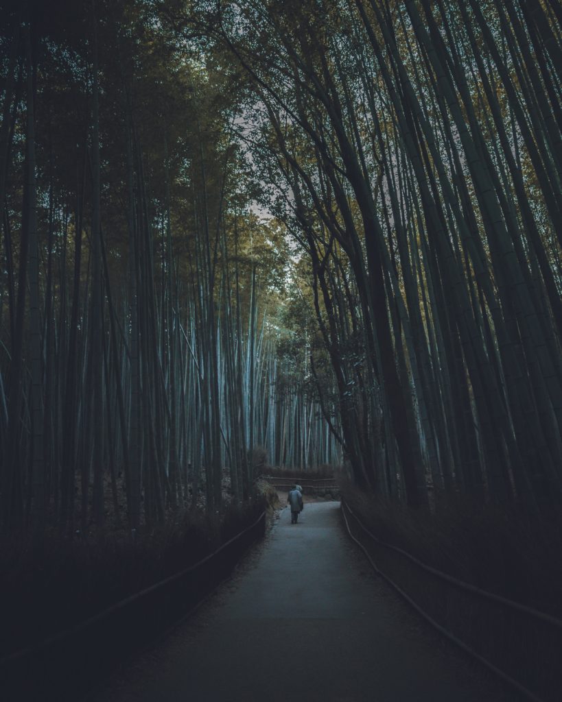 The bamboo grove in Kyoto